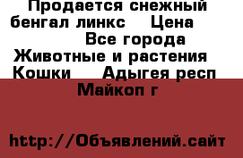Продается снежный бенгал(линкс) › Цена ­ 25 000 - Все города Животные и растения » Кошки   . Адыгея респ.,Майкоп г.